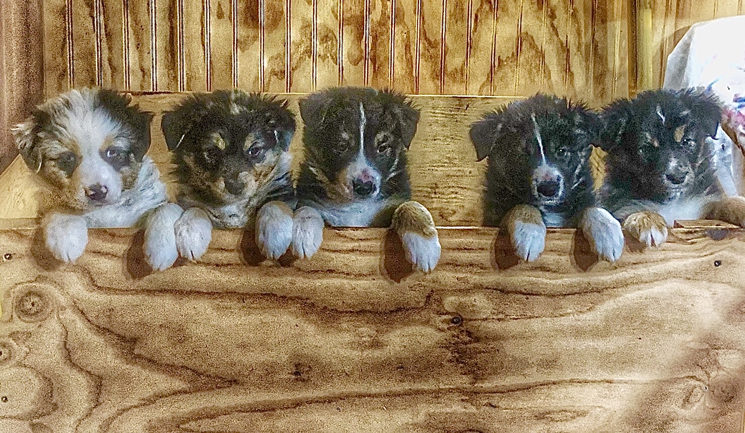 Australian Shepherds