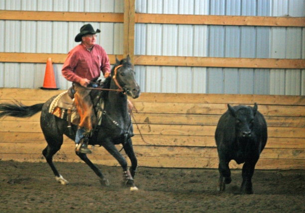 2005 black bay roan filly