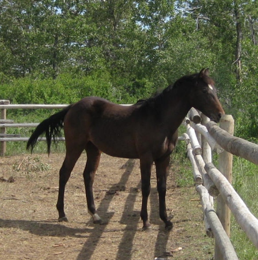 Appaloosa