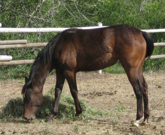 Appaloosa