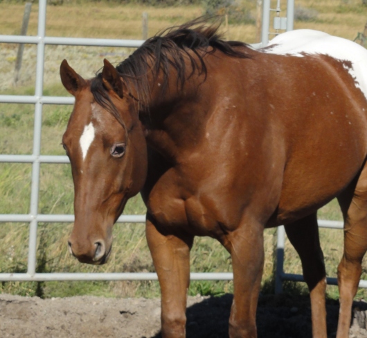 Sunset Stock Horses