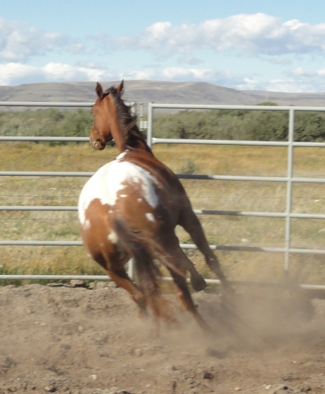 Sunset Stock Horses