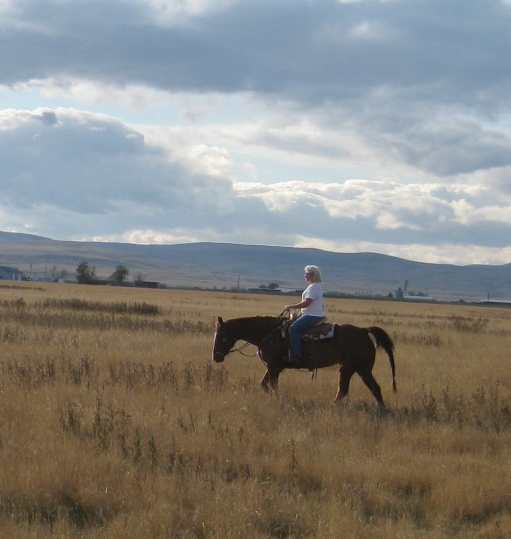 Sunset Stock Horses