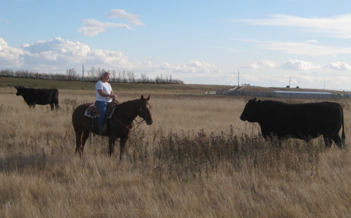 Sunset Stock Horses