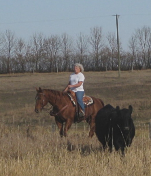 Sunset Stock Horses