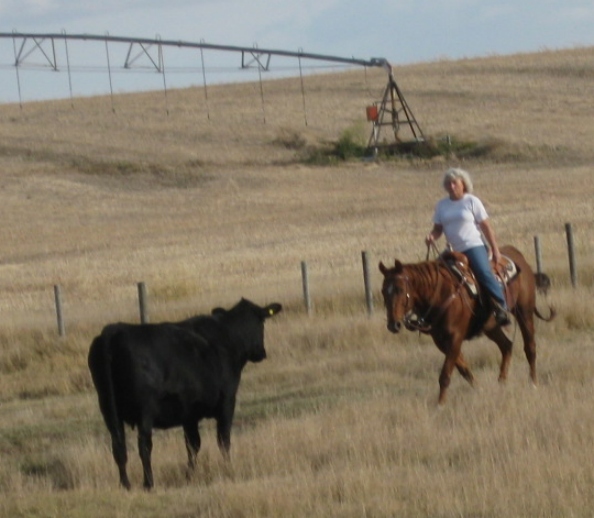 Sunset Stock Horses