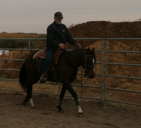 Sunset Stock Horses