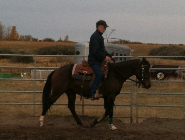 Sunset Stock Horses