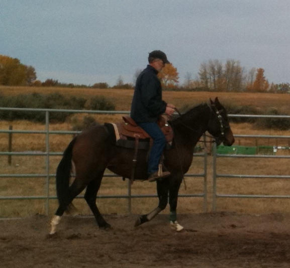 Sunset Stock Horses