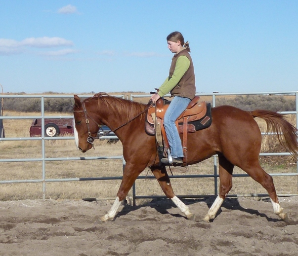 Sunset Stock Horses