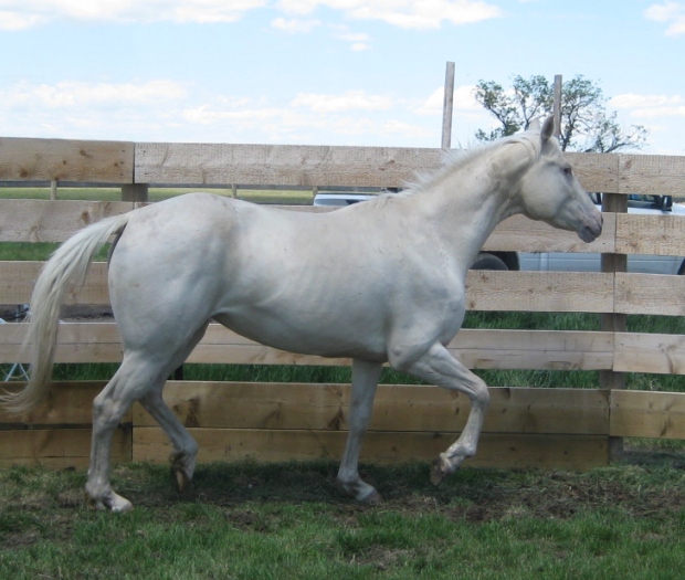 Sunset Stock Horses