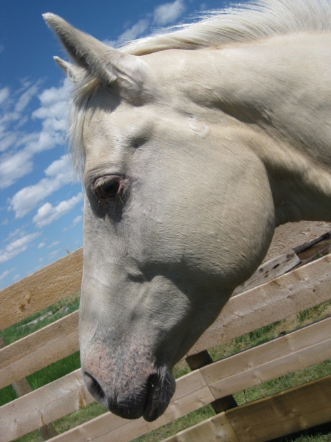 Sunset Stock Horses