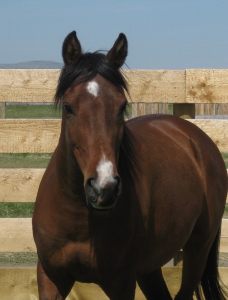 Sunset Stock Horses