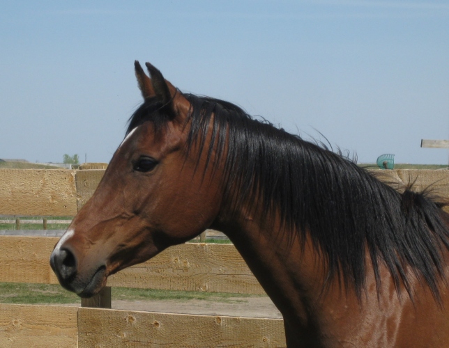 Sunset Stock Horses