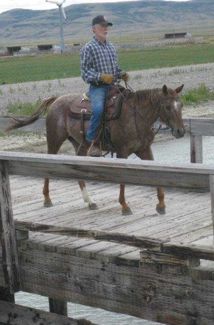 Sunset Stock Horses