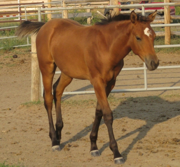 Sunset Stock Horses