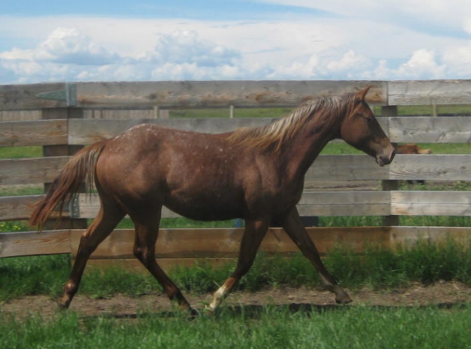 Sunset Stock Horses