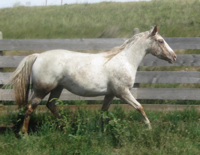 Sunset Stock Horses