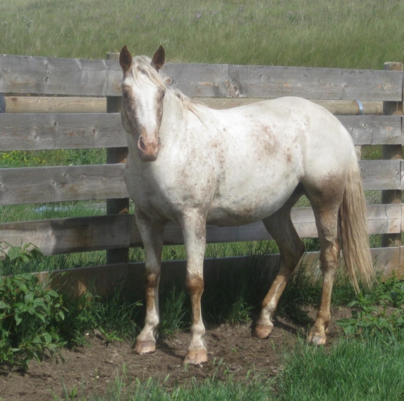 Sunset Stock Horses