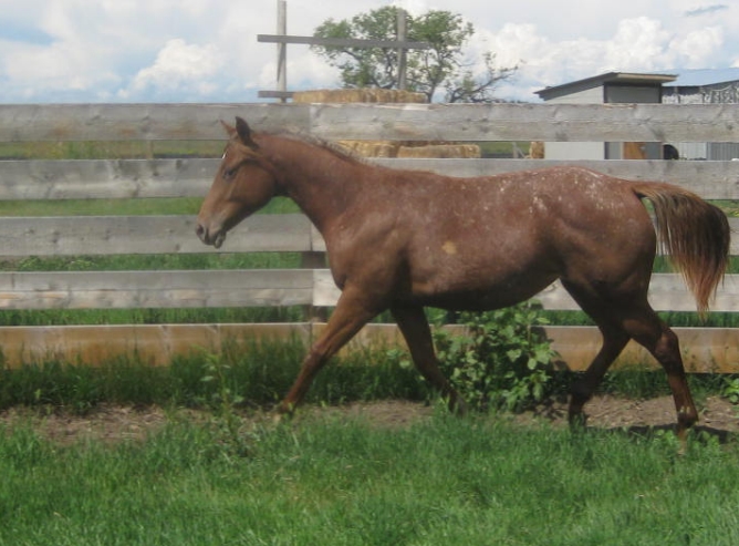 Sunset Stock Horses