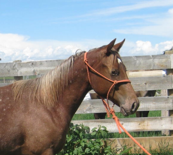 Sunset Stock Horses