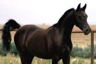 Black Arabian mare CAHR #0032099