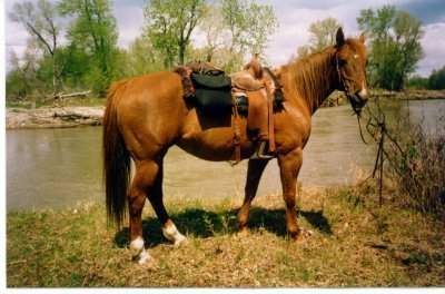 Sorrel Quarter Horse mare