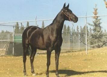 Black Arabian mare CAHR #0032099