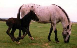  Appaloosa Mare & Foal